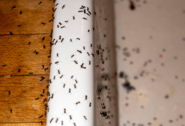Wildlife Control Services in Kingsley, MI